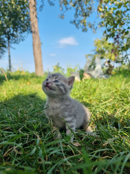 Віддам кошеня