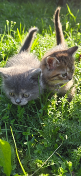 Віддам кошенят у добрі ру 2