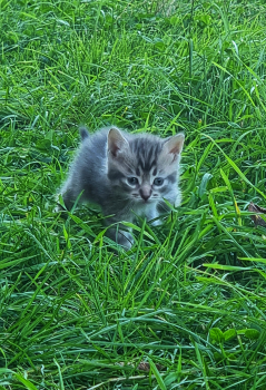 Віддам кошеня 2