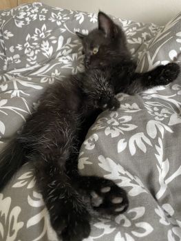 Роздаю котики 4