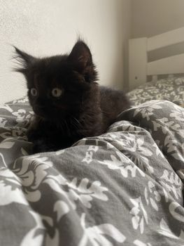 Роздаю котики 2