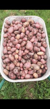 Домашня картопля 1
