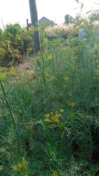 Кріп домашній 2