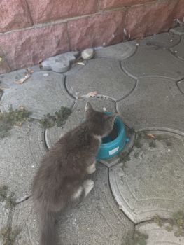 Віддам кошеня 3