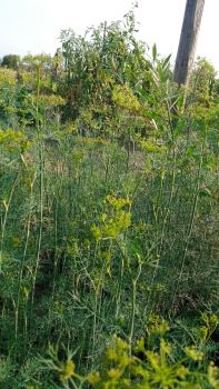 Кріп домашній 1