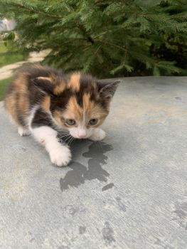 Роздаю котики 6