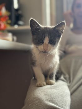 Кошеня віддаю хлопчик 2