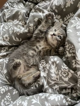 Роздаю котики 1
