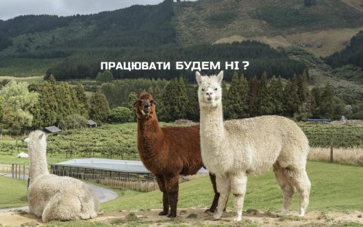 Будинок, Пчілки 1