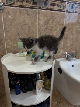 Віддам кошеня 2