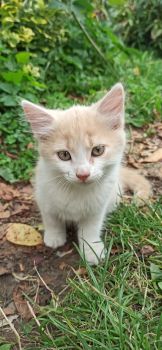 Кошеня 1
