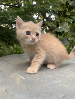Роздаю котики 5
