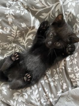 Роздаю котики 3