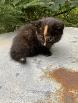 Роздаю котики 7