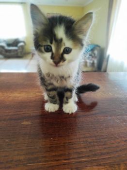 Котик в добрі руки 1