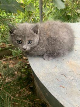 Роздаю котики 8