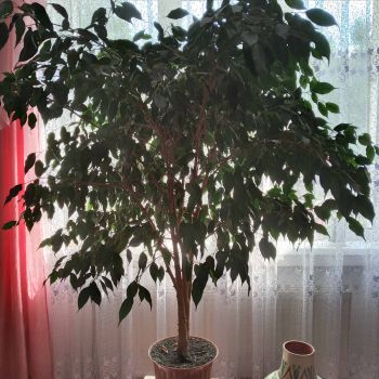 Фікус дрібнолистий 1