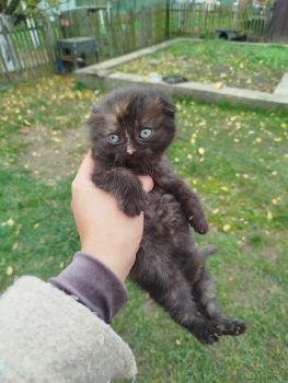 Віддам кошенят 2