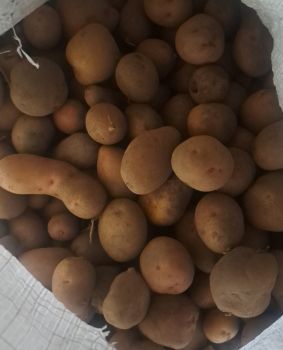 Картопля 1