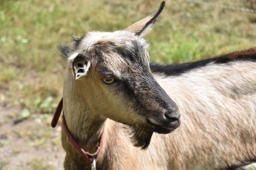 Молоду козу 1