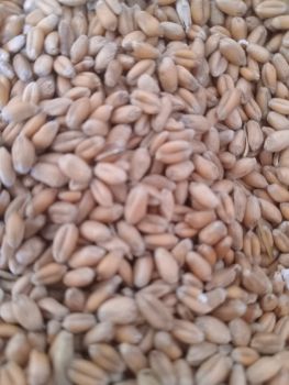 Пшениця, картпля