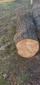 Стовбур липи 1