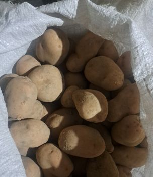 Картопля 1