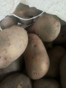 Домашня картопля 1