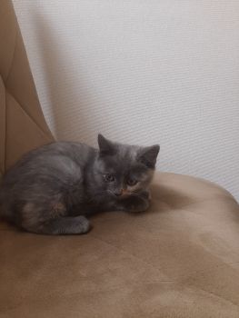Віддам кошеня 3