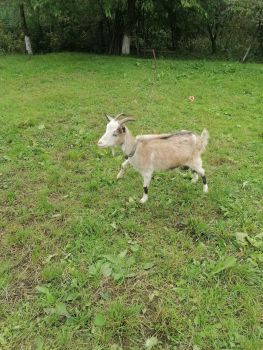 Кізочка, молода, доїться. 1