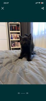 Котики 1