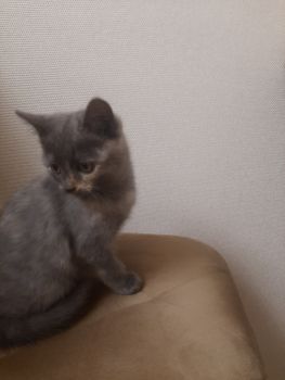 Віддам кошеня 2