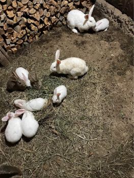 Кролики 1
