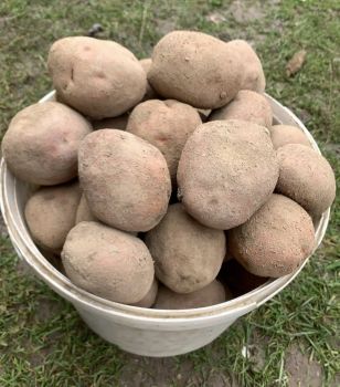 Картопля 1