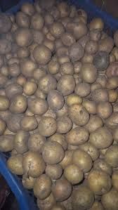 Картопля дрібна 1