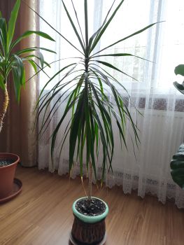 Драцена