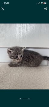 Котики 2