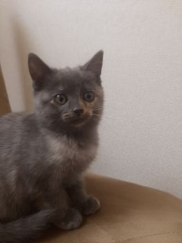 Віддам кошеня 6
