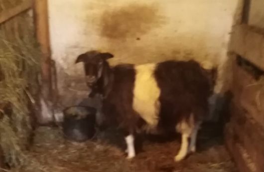 Молочна коза 2