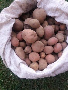 Картопля дрібна 1