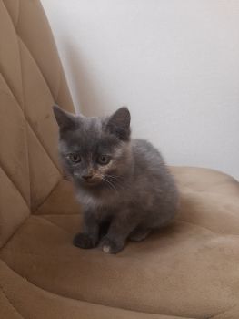 Віддам кошеня 1