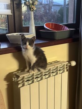 Віддам котика 1