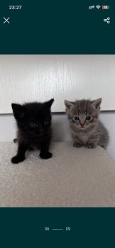 Котики 3
