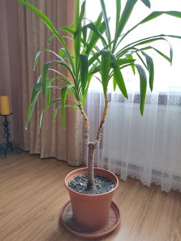 Вазон