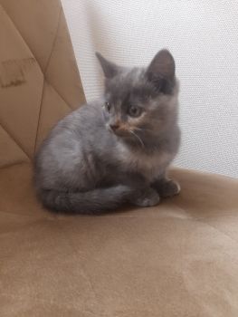 Віддам кошеня 5