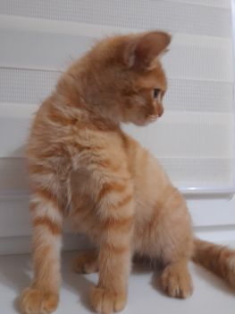Віддам котика 1