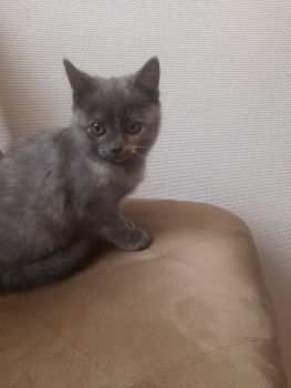 Віддам кошеня 4