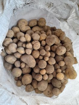 Продам дрібну картоплю 1