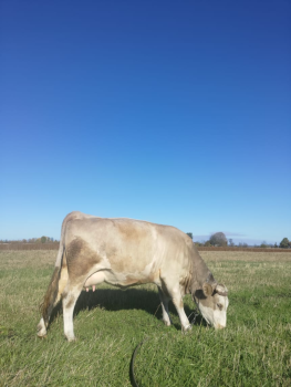 Молода корова 1