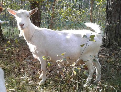 Козу первістку